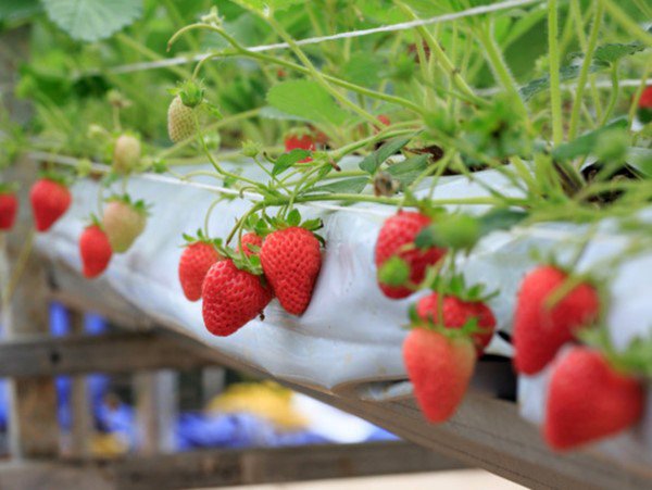 20220110_102334_553114_thuc-pham-theo-mua-max-1800x1800-1 thực phẩm theo mùa