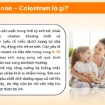 Sữa Non Colostrum Là Gì - 1Store.vn