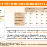 Yếu Tố Miễn Dịch Tương đương Giữa Bò Và Người- 1Store.vn