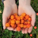 Nước ép Cao Cấp Dâu Mây Và Táo Bonne 1 Lít - Quả Dâu Mây - 1Store.vn