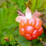 Nước ép Quả Dâu Mây Và Táo Cao Cấp Bonne 1 Lít - Quả Dâu Mây - 1Store.vn