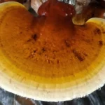 Ảnh Nấm Linh Chi Thành Đồng - 1Store.vn