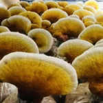 Ảnh Thực Tế Nấm Linh Chi Thành Đồng - Droppii Mall