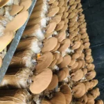 Ảnh Thực Tế Nấm Linh Chi Thành Đồng - 1Store.vn