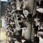 Nấm Mèo Thành Đồng - 1Store.vn (2)