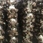 Nấm Mèo Thành Đồng - 1Store.vn (3)