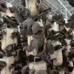 Nấm Mèo Thành Đồng - 1Store.vn (4)