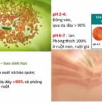 Công Nghệ Bao Kép Giúp Lợi Khuẩn Sống Sót Hơn 90% Qua Dạ Dày Và Phóng Thích Hoàn Toàn ở Ruột Non Khi Gặp Ph Phù Hợp - 1Store.vn