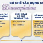 Cơ Chế Tác Dụng Của Dracocephalum